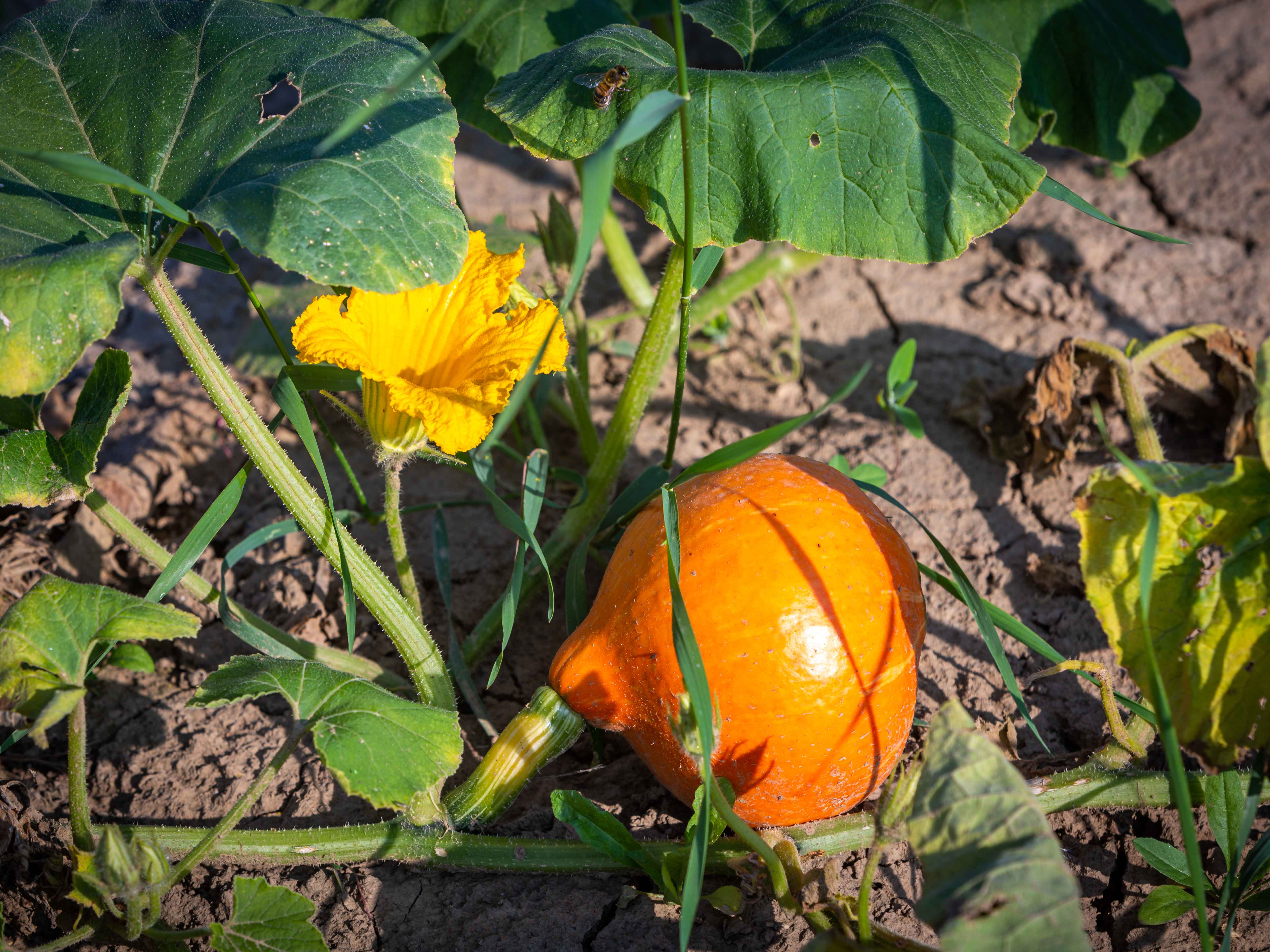 Dýně Hokaido: oranžové zpestření jídelníčku