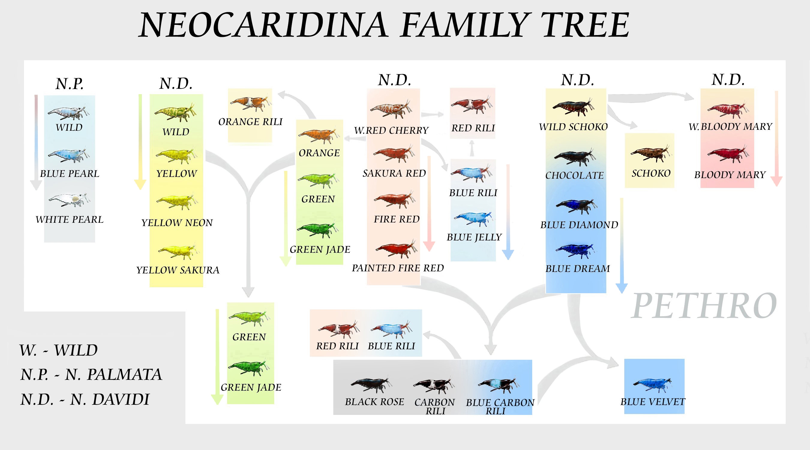 Neocaridina davidi: barevné formy