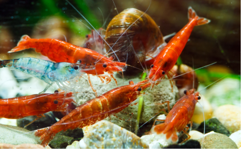 Neocaridina